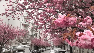 Kirschblüten in Berlin