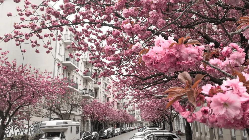 Kirschblüten in Berlin