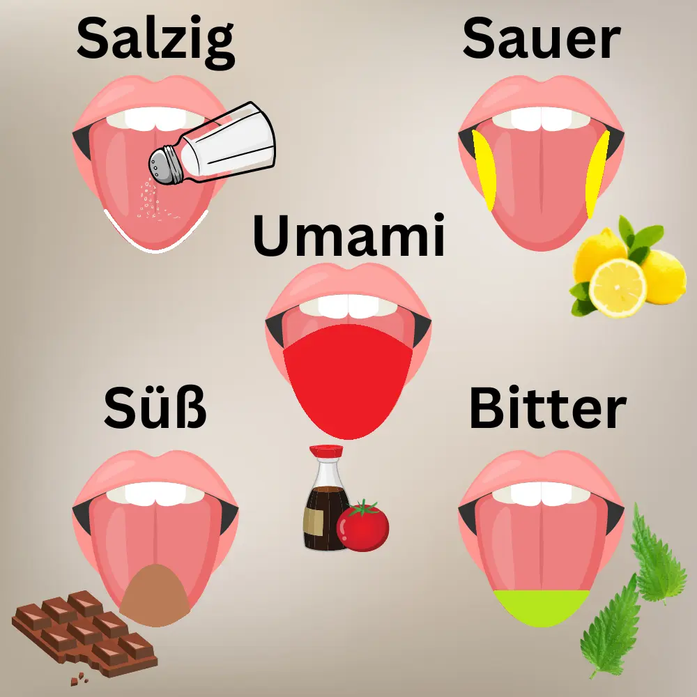 Die 5 Geschmacksrichtungen