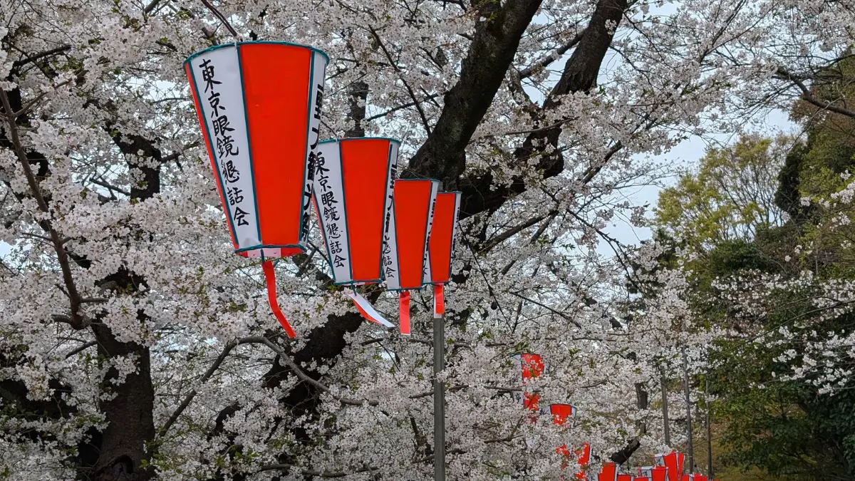 Die japanische Kirschblüte