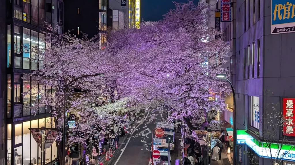 Yozakura - Sakura bei Nacht