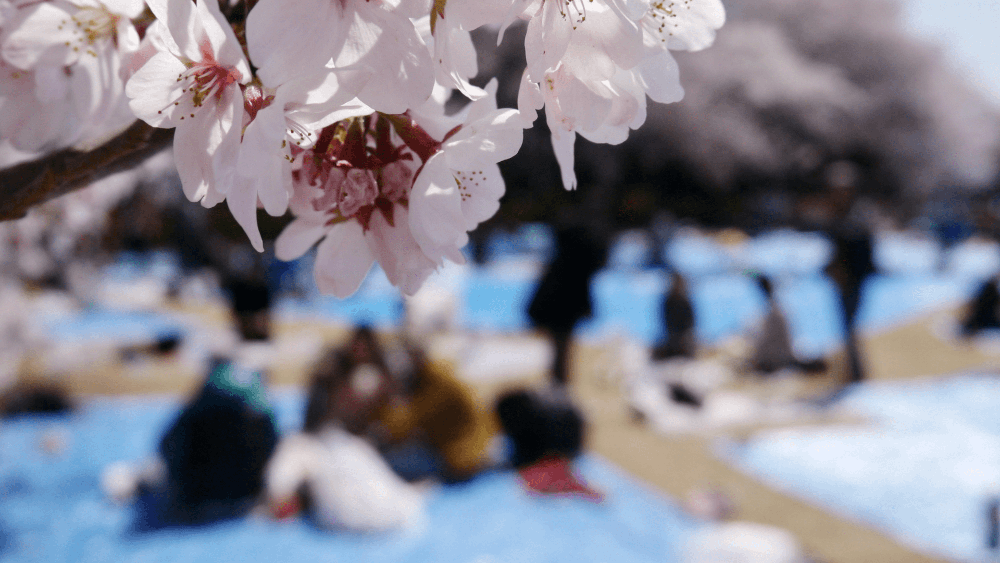 blaue Plastikplanen unter der Kirschbäumen in Japan