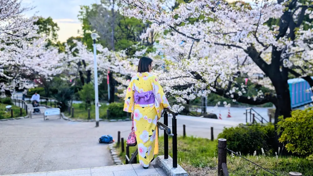 eine Frau im gelben Yukata im Park mit Kirschblüten
