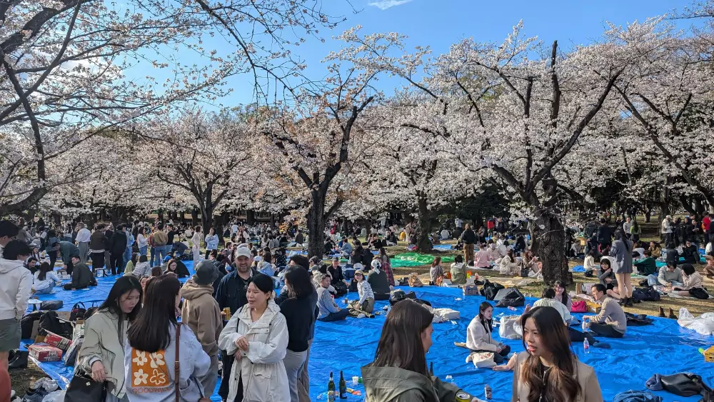 Menschen feiern in Japan im Yoyogi Park Hanami auf blauen Decken
